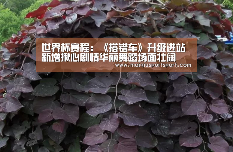 世界杯赛程:《搭错车》升级进站 新增揪心剧情华丽舞蹈场面壮阔(图2) 买球网官网